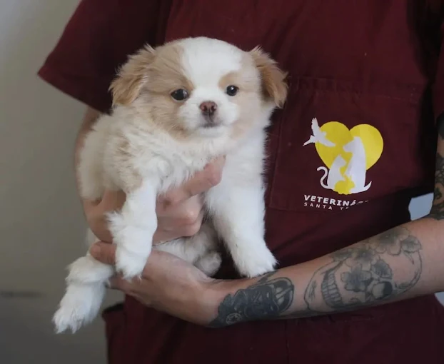 Pássaro sendo atendido