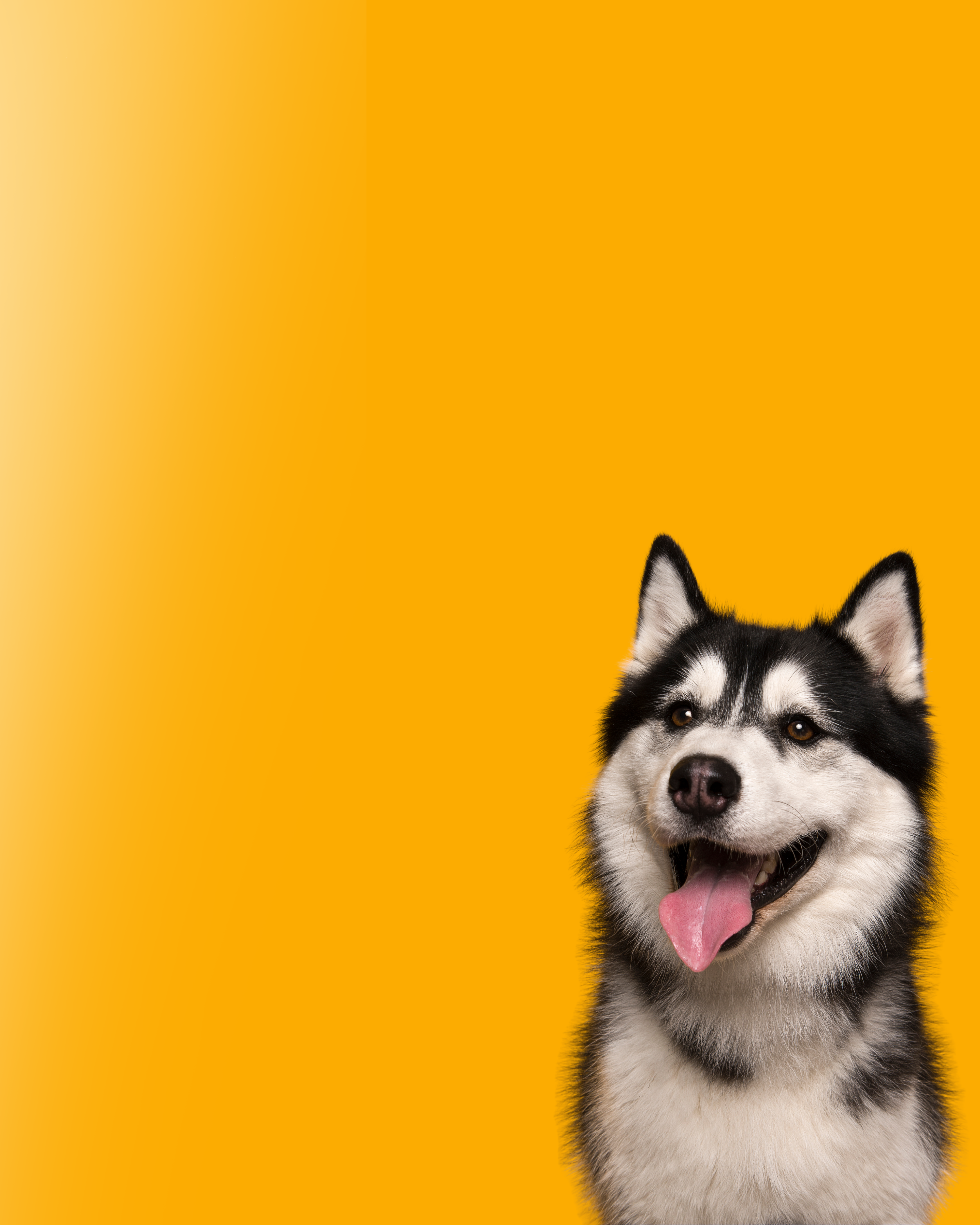 Veterinário sorrindo cuidando de um cachorro em um banner vertical para celular