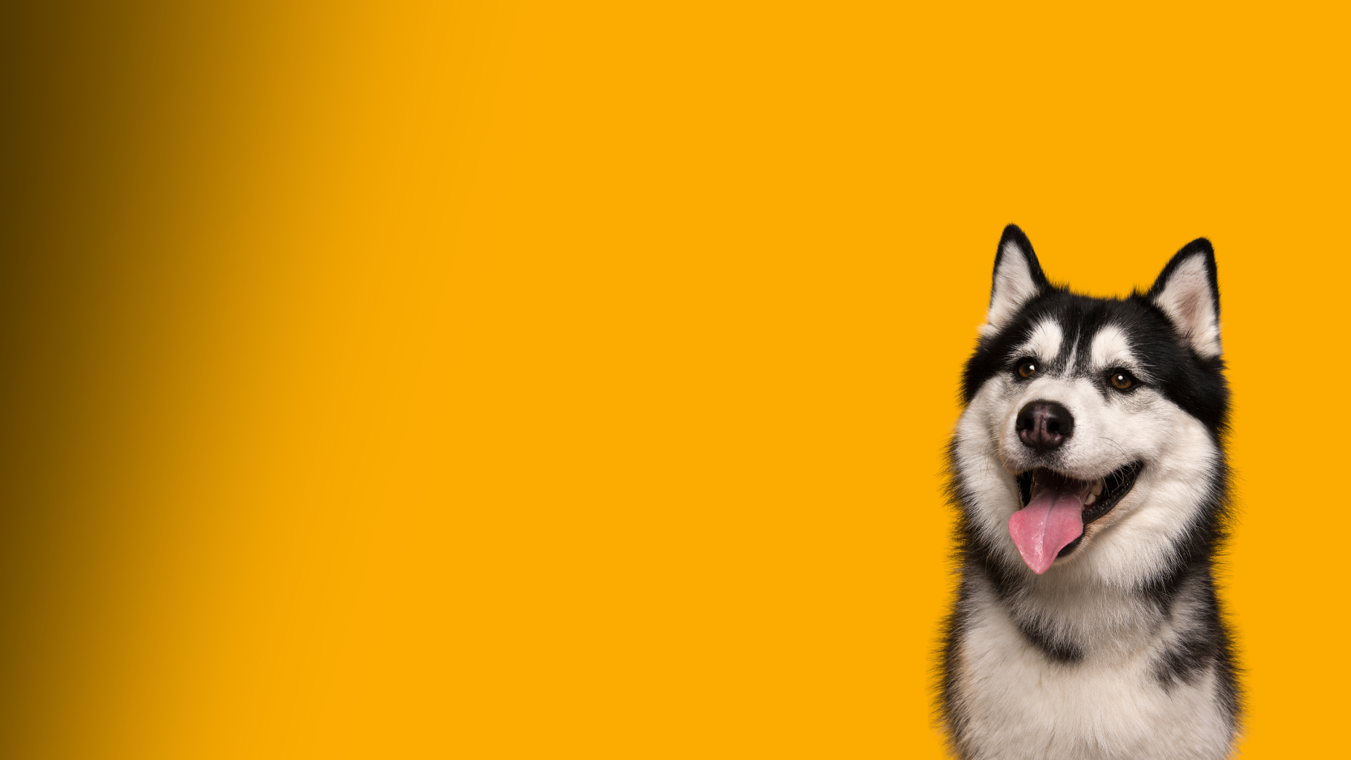 Veterinário sorrindo cuidando de um cachorro